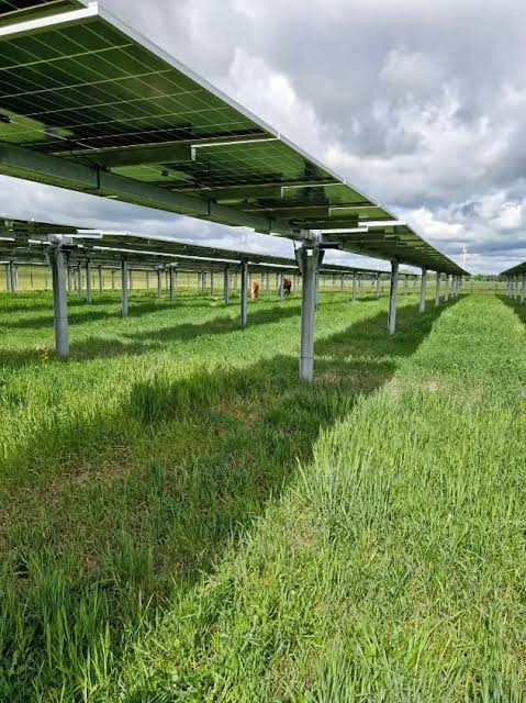 Beispiel einer Agri-PV-Anlage mit schmalen Modulreihen über einer Grünfläche