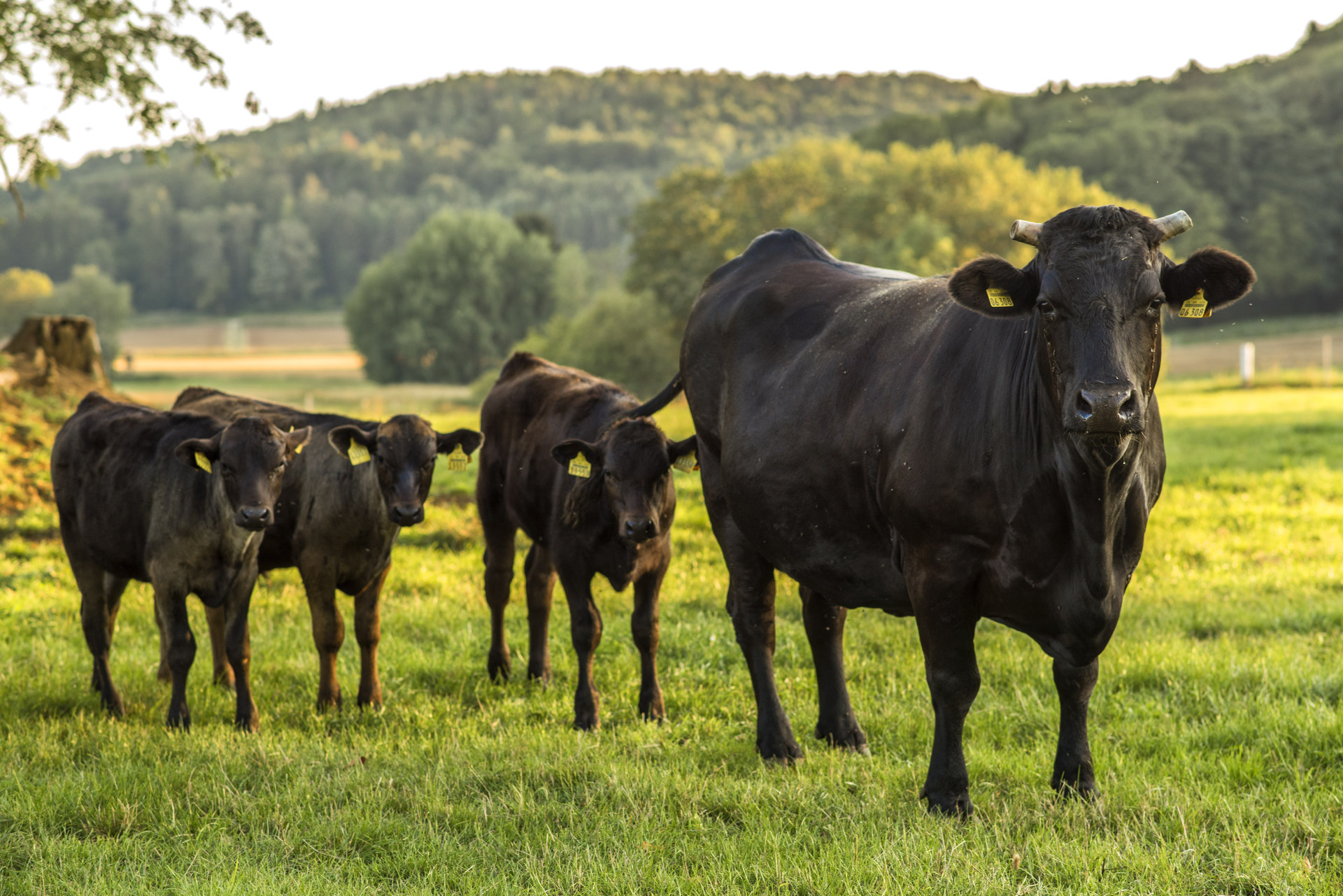 Wagyu-Kuh und Kälber auf der Weide mit Landschaft im Hintergrund