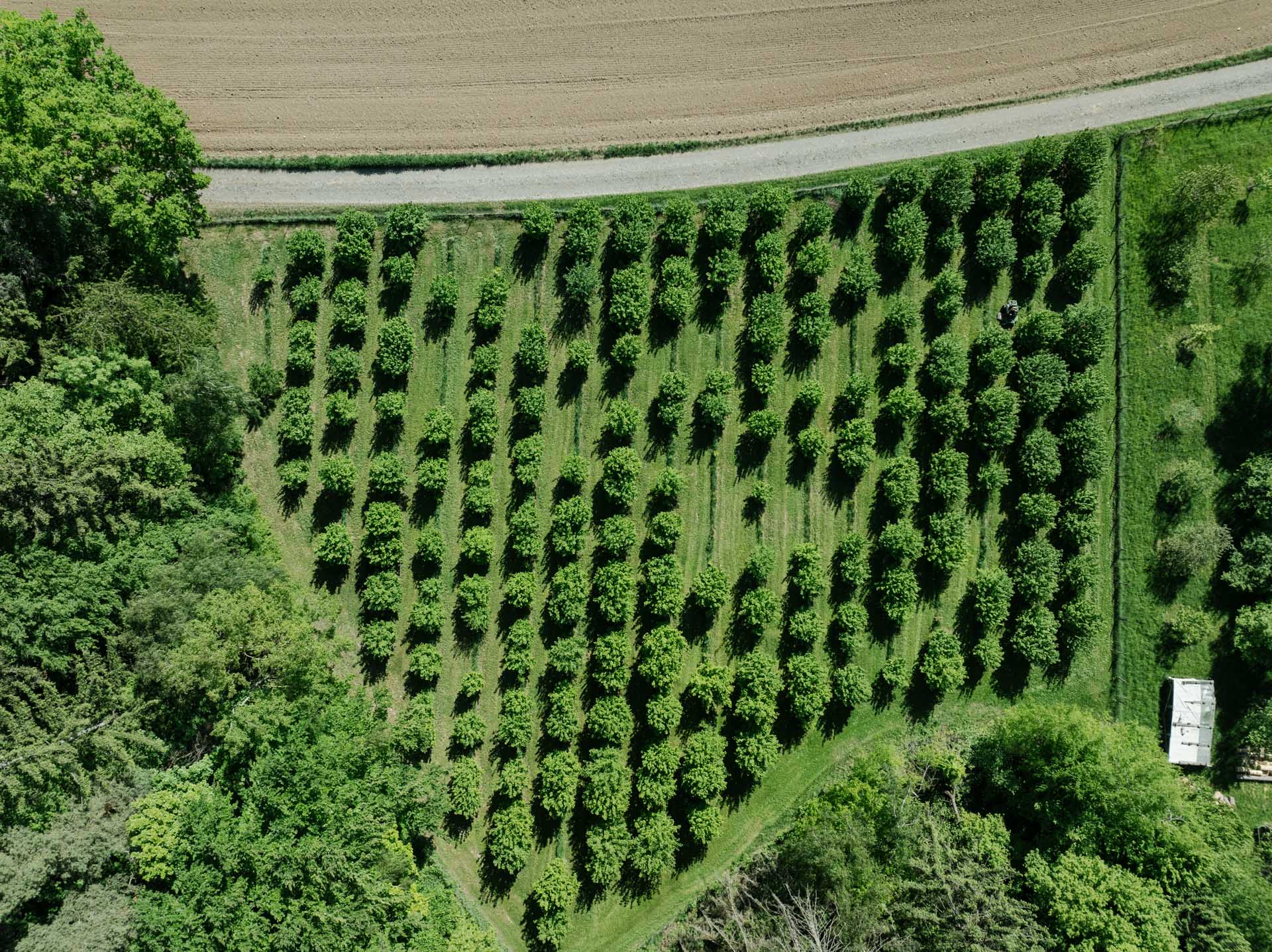Luftaufnahme unserer Trüffelplantage mit Baumreihen