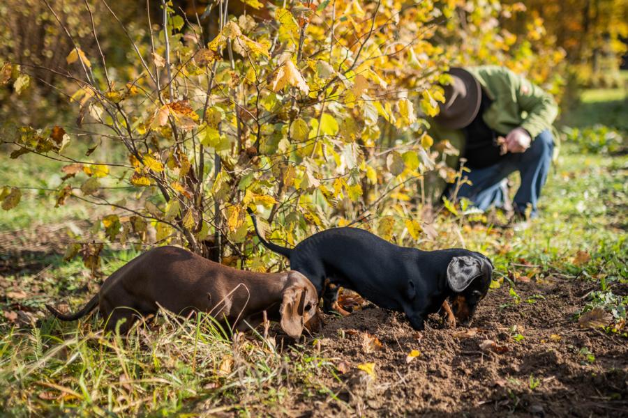 Zwei Trüffelhunde suchen unter den Bäumen in der herbstlichen Plantage