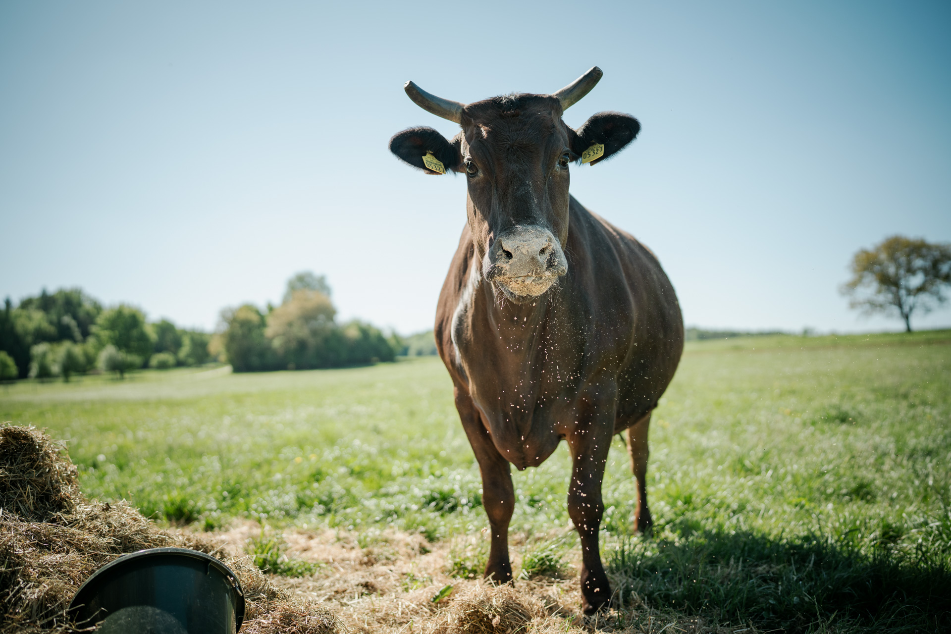 Wagyu-Kuh auf der Weide am Wiesenthof